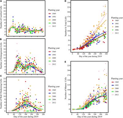 A Bimodal Pattern and Age-Related Growth of Intra-Annual Wood Cell Development of Chinese Fir in Subtropical China